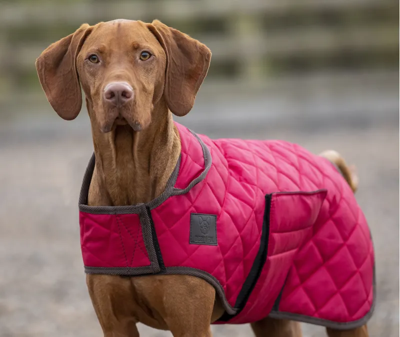 Digby and fox clearance dog coats